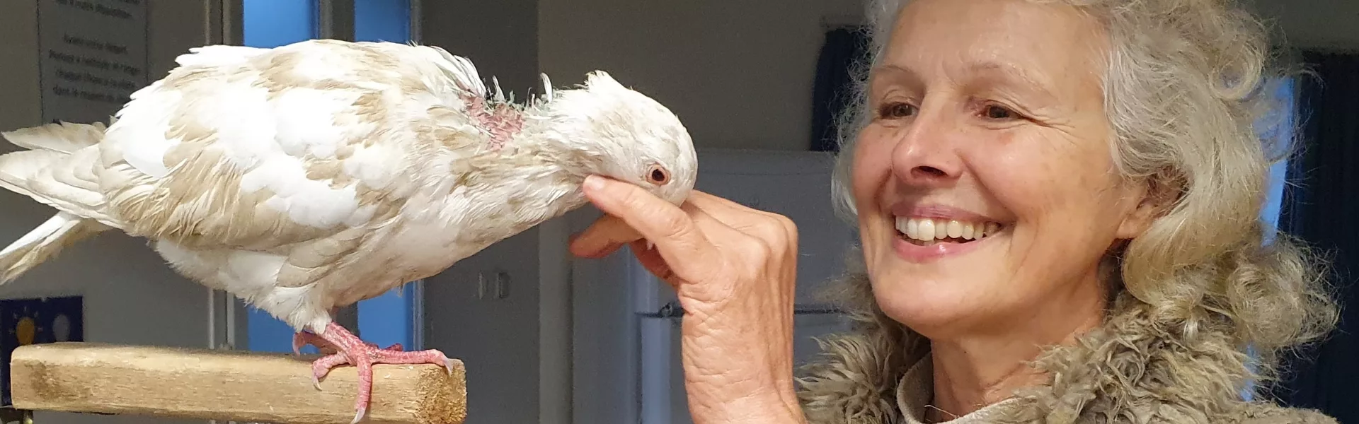 A propos Anna Evans pigeon header