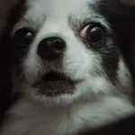 Le stress chez l&rsquo;animal : comprendre et apaiser