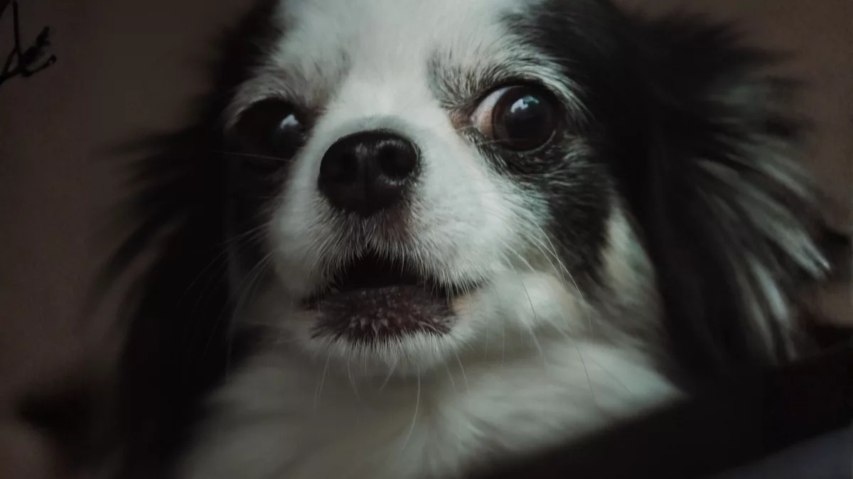 Le stress chez l’animal : comprendre et apaiser