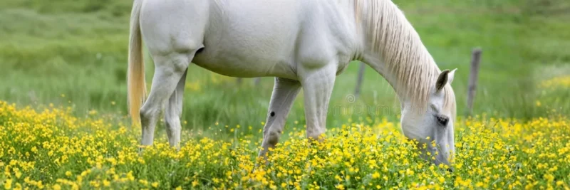 Espèces cheval prairie fleurie header