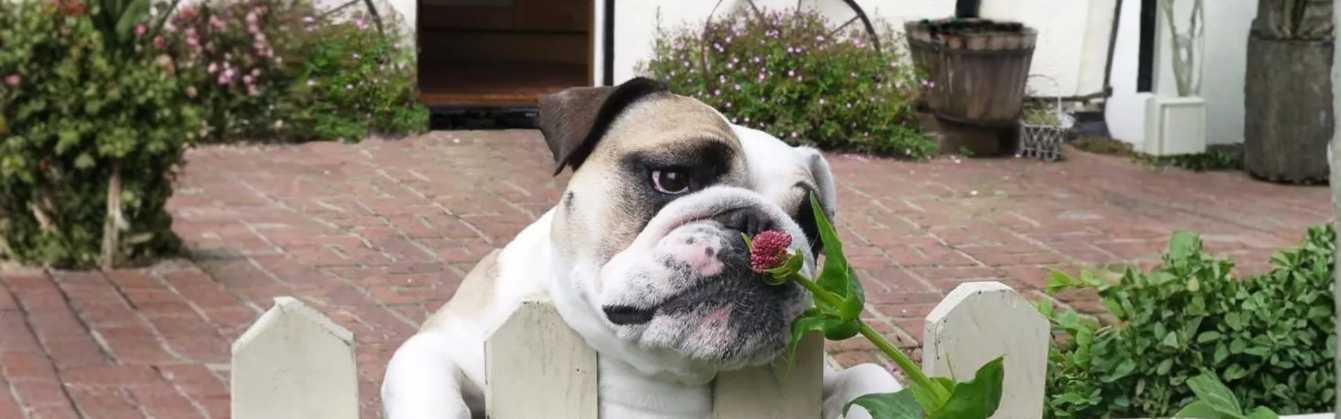 Espèces chien fleur header