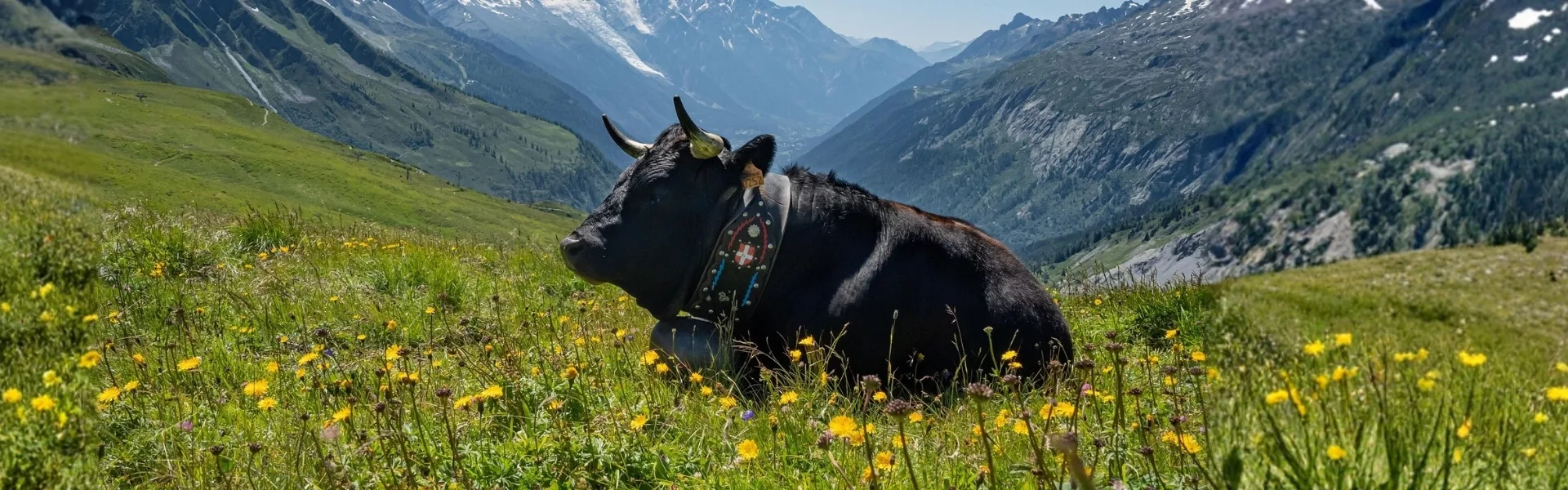 Espèces ferme vache prairie header