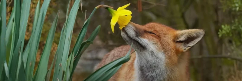 Espèces sauvage renard jonquille header