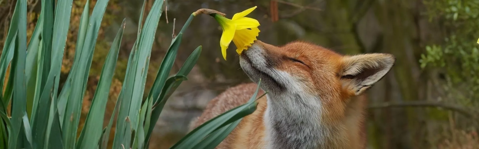 Espèces sauvage renard jonquille header