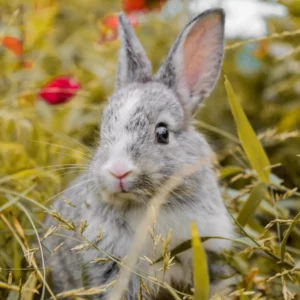 CI lapin carré