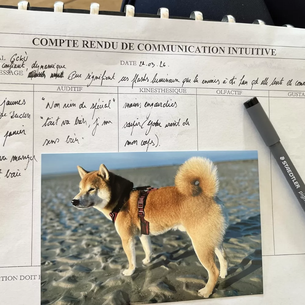 formation methode - compte rendu de communication intuitive avec photo de chien