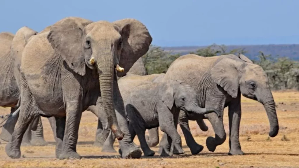newsletter anna evans - des éléphants d'afrique avancent paisiblement - blog