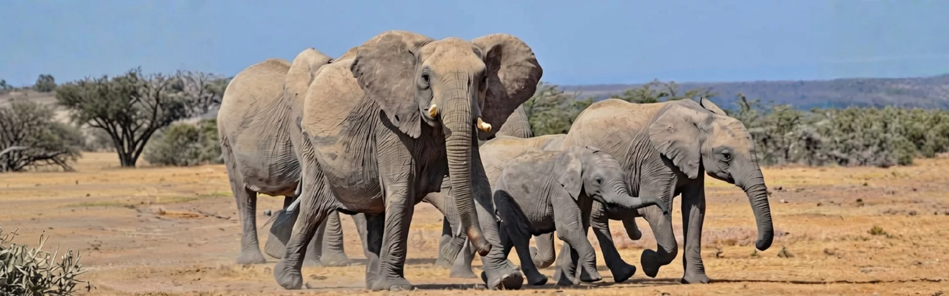 Newsletter éléphants afrique header